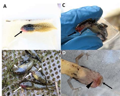 Disease: Ranavirus - Froglife