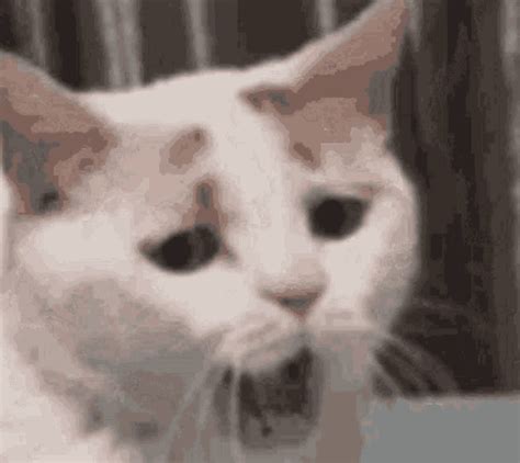 Disgusted Cat GIFs - Get the best GIF on GIPHY