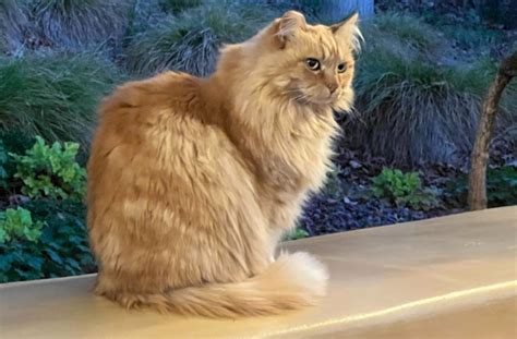Disneyland feral cat beloved by annual passholders dies after years of mouse hunting