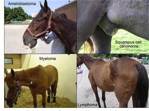 Disorders of Calcium and Phosphate Metabolism in Horses