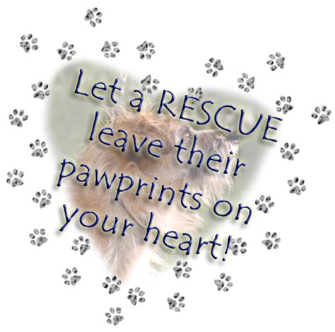 Critical Pet Rescue is an all-volunteer organizat