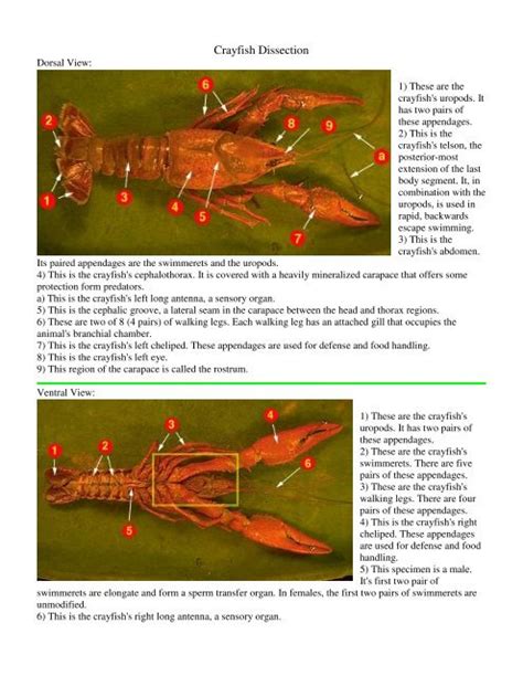 Dissection Answer Mr Science Lab Crayfish Pre