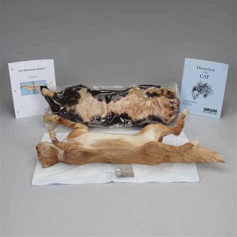Dissection Biokit Answers Cat