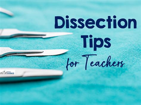 Dissection Lab Tips for Teachers - Suburban Science