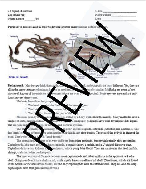 Dissection Squid Lab Answers