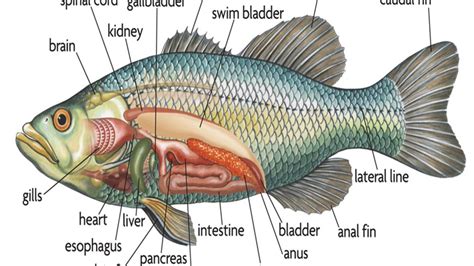 Dissection and Structures of Different Types of Fishes