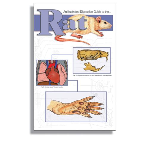 Dissection guide and atlas to the rat. - Ausführliche anleitung zur restauration vergelbter, fleckiger und beschädigter kupferstiche, u.s.w..