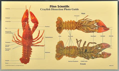 Dissection guide for the crayfish answers. - 2008 polaris sportsman x2 700 800 efi 800 touring service repair workshop manual.