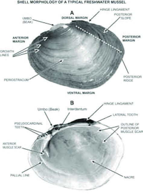 Dissection of Fresh Water Mussel (With Diagram) Zoology