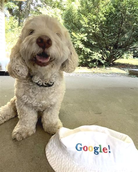 Distinguished engineer google.  Google Cloud is seeking an experienced and v...