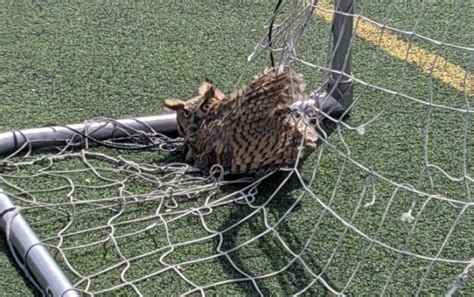 Distressed owl trapped in lacrosse netting rescued by Wheat Ridge officers