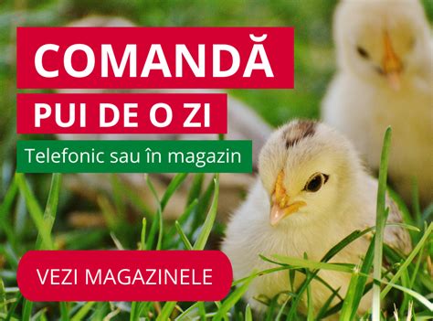 Distribuitori pui de o zi. .  ...