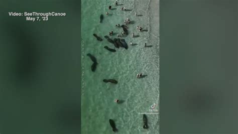 Disturbing drone video shows people harassing manatees at Florida beach