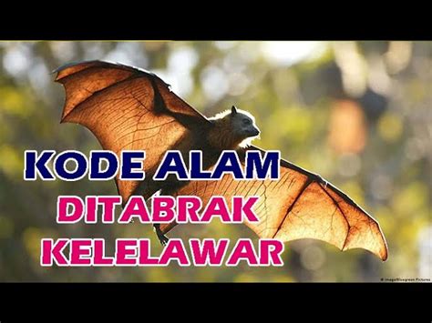 Ditabrak kelelawar saat naik motor togel. 11 september 2024 hari apa. Jam paling gacor main.