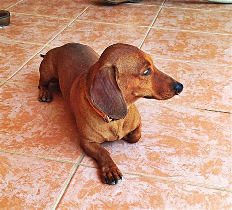 Ditch hound. The Dachshund and the Basset Hound are both keen trackers with low statures, short legs, and droopy ears. They have similar stubborn streaks and high prey drives, which can make them difficult to train and keen to chase smaller animals. Both breeds suit similar types of families, which can make choosing between them difficult. 