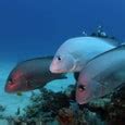 Dive Seasons In Cairns Month By Month Guide