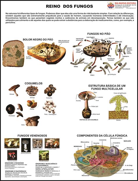 Diversidade e caracterização dos fungos do semi árido brasileiro. - 2006 polaris outlaw 500 service manual.