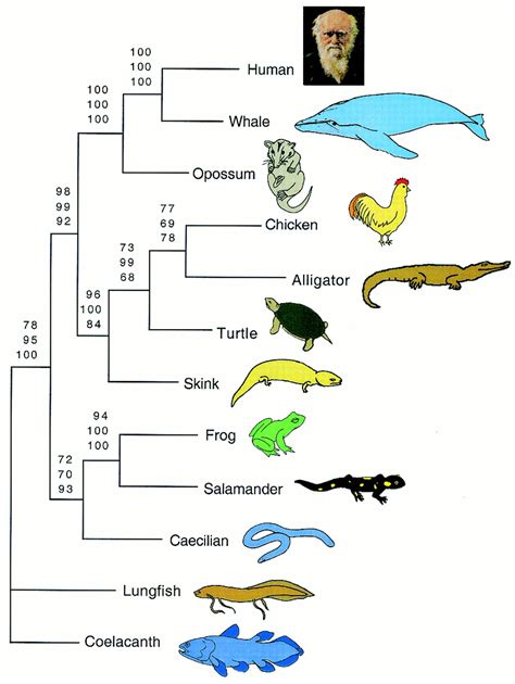 Diversity and phylogenetic relationships of