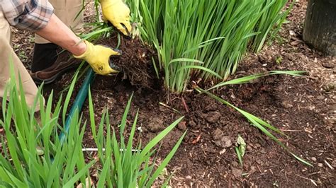 Dividing iris in spring