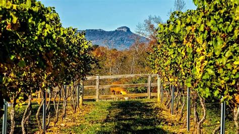 Divine llama vineyards. Things To Know About Divine llama vineyards. 