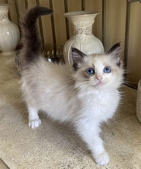 Rag Dolls are lovable, docile felines who are incredibly intelligent. Rag Dolls are born white. In a few weeks they take on their color points and any patterns picked up from parents. Adult males weigh between 15 - 20 lbs. Adult females weigh between 10 - 15 lbs.. 
