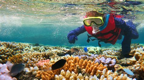 Diving and snorkeling guide to jamaica lonely planet diving snorkeling great barrier reef. - Leitfaden für lehrkräfte der 12. klasse für buchführung im neuen zeitalter kapitel 11.