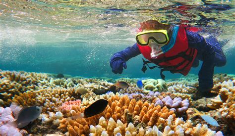 Diving and snorkeling guide to the best caribbean diving lonely planet diving snorkeling guides. - Schéma de câblage électrique hyundai i10.