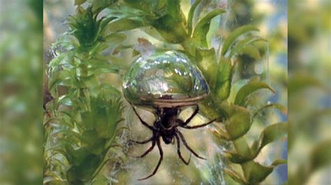 Diving bell spider. Things To Know About Diving bell spider. 