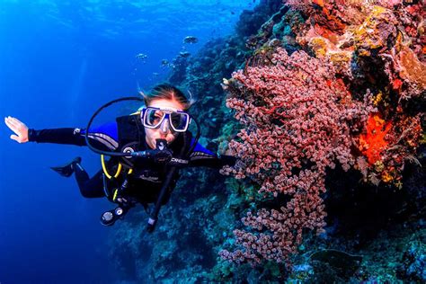 Diving snorkeling papua new guinea lonely planet diving and snorkeling guides. - Yamaha virago xv1100 service repair manual 86 99.
