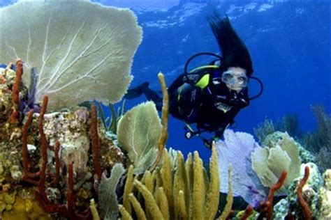Full Download Diving  Snorkeling Us Virgin Islands Top Reefs And Wrecks In Americas Caribbean Lonely Planet Diving  Snorkeling By Susanne Cummings