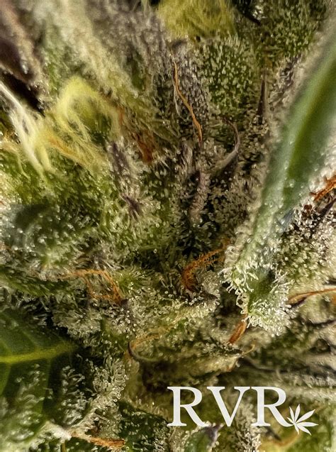 Description. 14.7%Total THC 0.2%Total CBD. *Hybrid strains occur when expert breeders select the best sativa and indica strains and crossbreed them. Hybrids are frequently bred with other hybrids and can be sativa or indica dominant. So, depending on the dominant strain, they will have similar effects to their dominant strain.. 