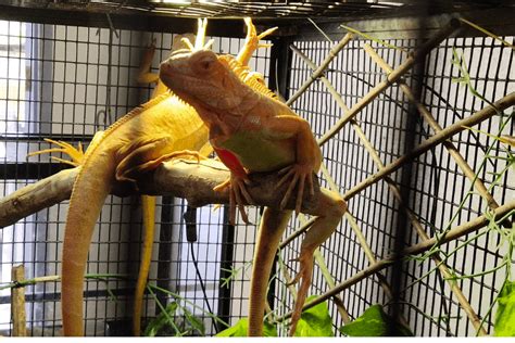 Diy Reptile Terrarium