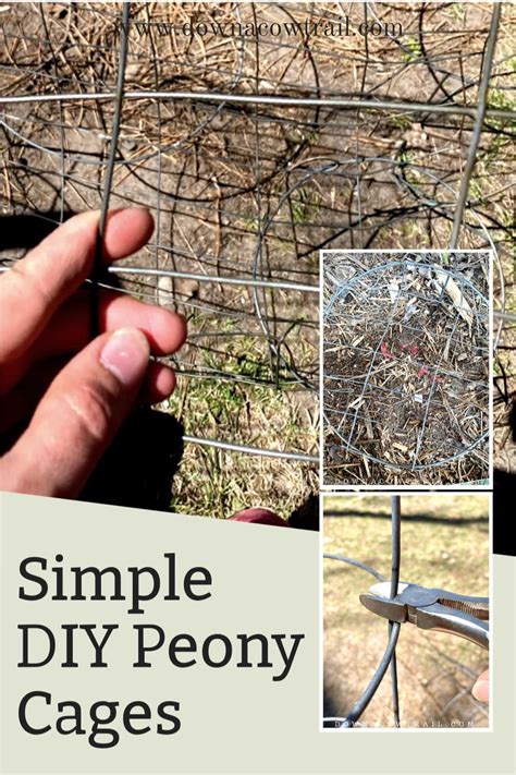 A little peony plant can be effectively supported by wire tomato plant supports, such as these robust wire tomato cages or these handy foldable tomato cages. Homemade DIY Peony Supports The simplest solution in this situation is to make your own plant hoop supports using heavy-duty stakes, twine, or ties (I enjoy using these stretchy plastic ties …. 