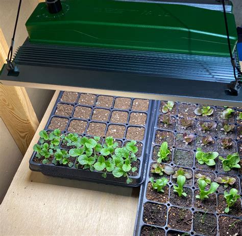 Diy uv led grow light.  This is because seedlings need overhead light. . co.  It covers both ...