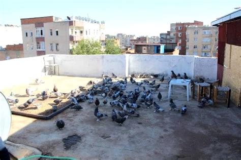 Diyarbakır'da Güvercin Oteli'nde yangın çıktı: Güvercinler telef oldu - Son Dakika Haberleri