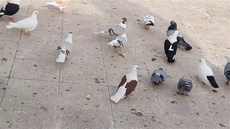 Diyarbakır isimli güvercinleri