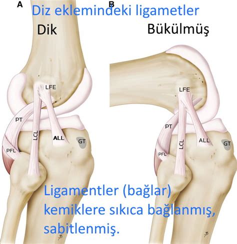 Diz Dizlerinde Ligamentler. 