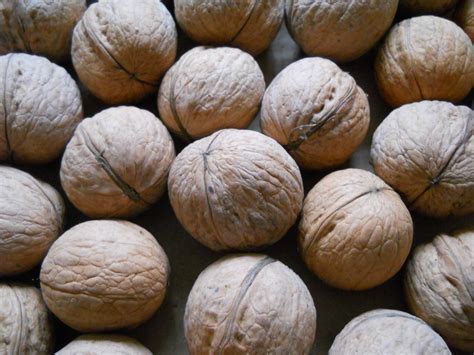 Magyar Angol; dió főnév 🜉: walnut [walnuts] noun [UK: ˈwɔːl.nʌt] [US: ˈwɒl.ˌnʌt]John and Mary filled their bags with walnuts. = John és Mari megtöltötték a szatyraikat dióval. nut [nuts] noun [UK: nʌt] [US: ˈnət]It's a very tough nut! = Kemény dió. dió alakú (nuciformis) melléknév: nuciform adjective [UK: njˈuːsɪfˌɔːm] [US: nˈuːsɪfˌɔːrm]