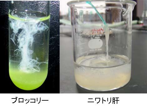 Dnaの抽出実験