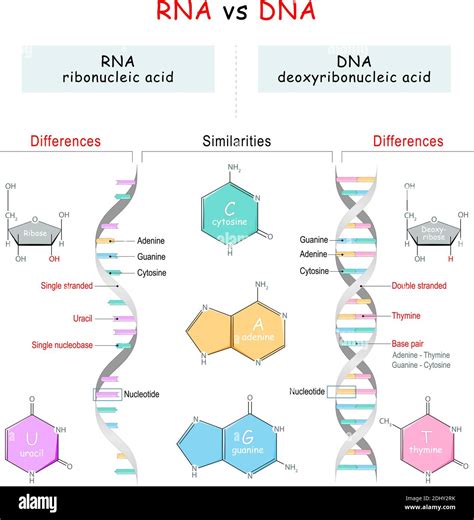 Dna와 Rna의 구조적 차이점