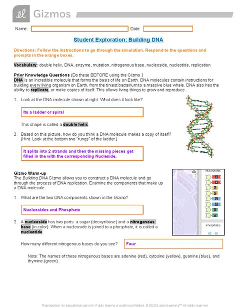Dna Building Gizmo For Answers