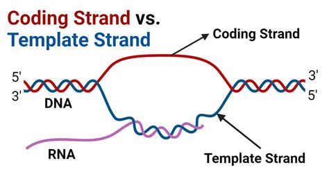 Dna Coding And Template Strand