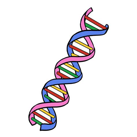 Dna Drawing