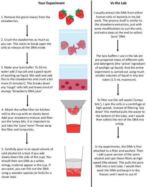 Dna Extraction Strawberry Lab Student Answer Key