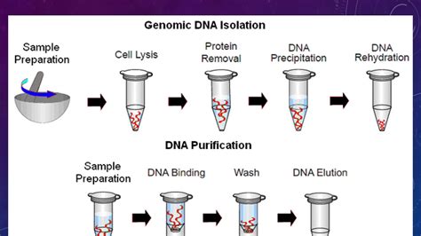 Dna Isolation Methods