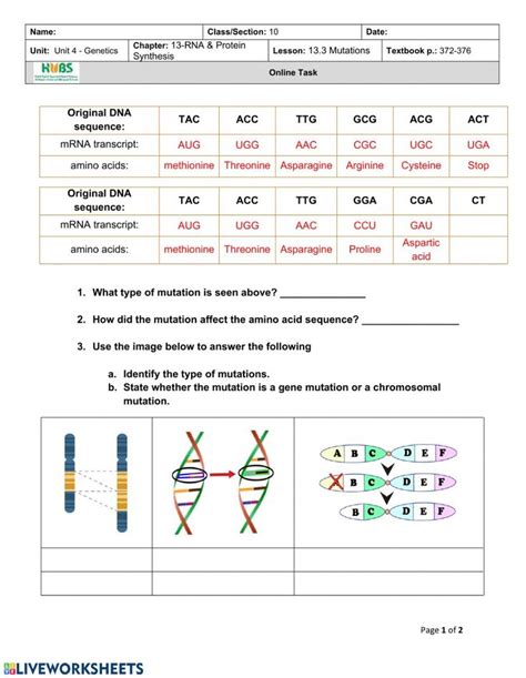Dna Mutation Simulation Answer Key Gene Mutations Worksheet Answer