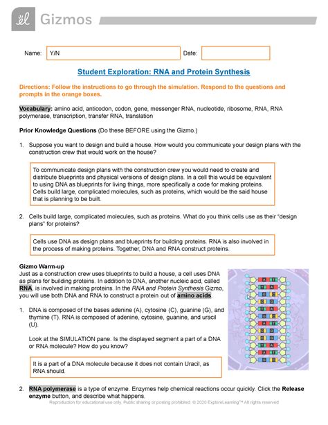 Dna Replication And Protein Synthesis Virtual Lab Sheet Answer Key