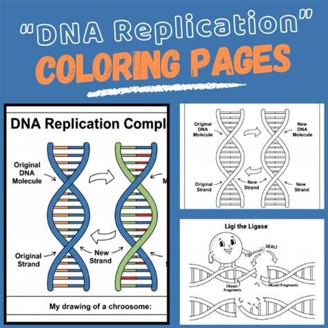 Dna Replication Coloring Workshee