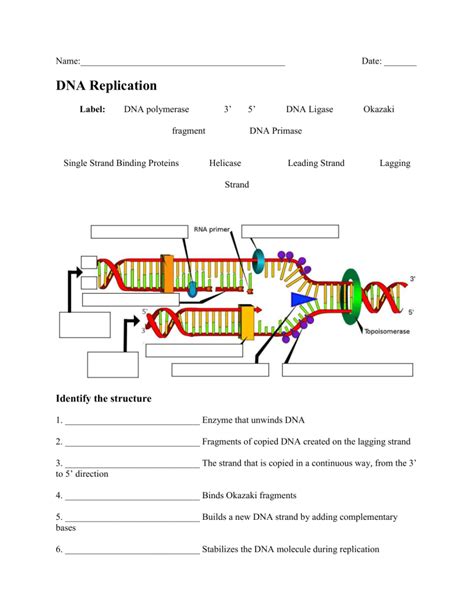 Dna Structure And Replication Worksheet 10