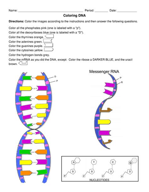 Dna Structure Coloring Teaching Resources TPT - TeachersPayTeachers